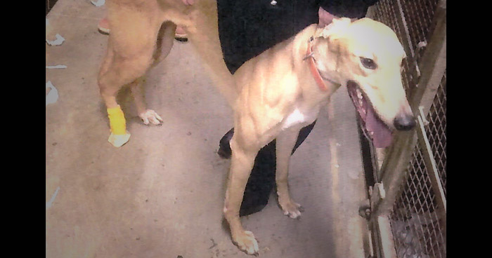 Racing greyhound Kiowa Dutch Girl was injured at Wheeling